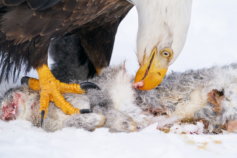 Bald-Eagle-eatiing-rabbit-_A9B6172-Kachemak-Bay-AK-1