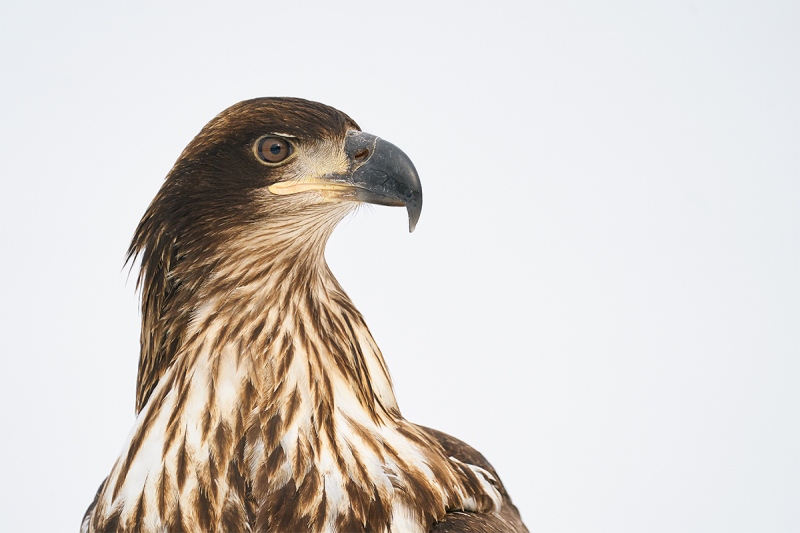 Bald-Eagle-head-portrait-juvenile-_A9B7092-Kachemak-Bay-AK-1