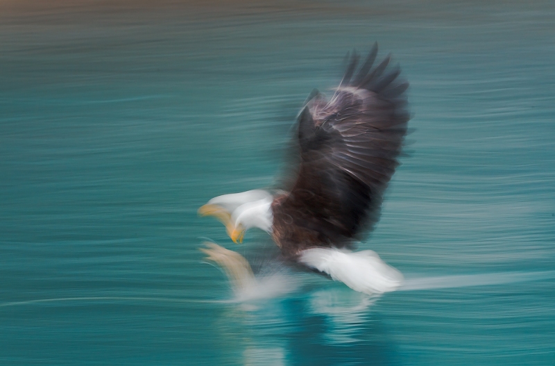 Bald-Eagle-hop-skip-jump-blur-_W3C2932-Homer-AK