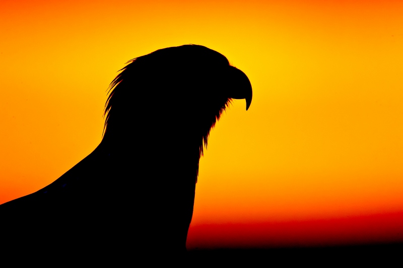 Bald-Eagle-imm-at-sunset-head-SILH-_W3C5479-near-Homer-AK