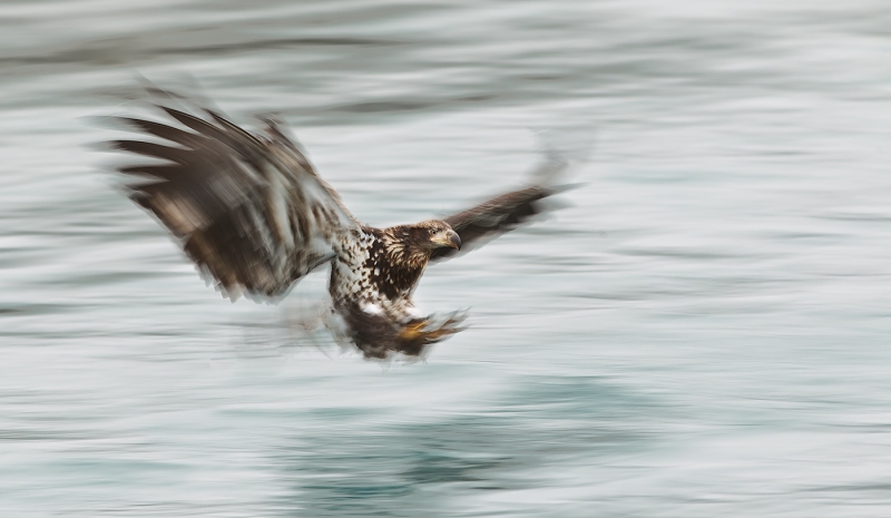 Bald-Eagle-imm-blur-1-30-sec-_Y9C7750-near-Homer-AK