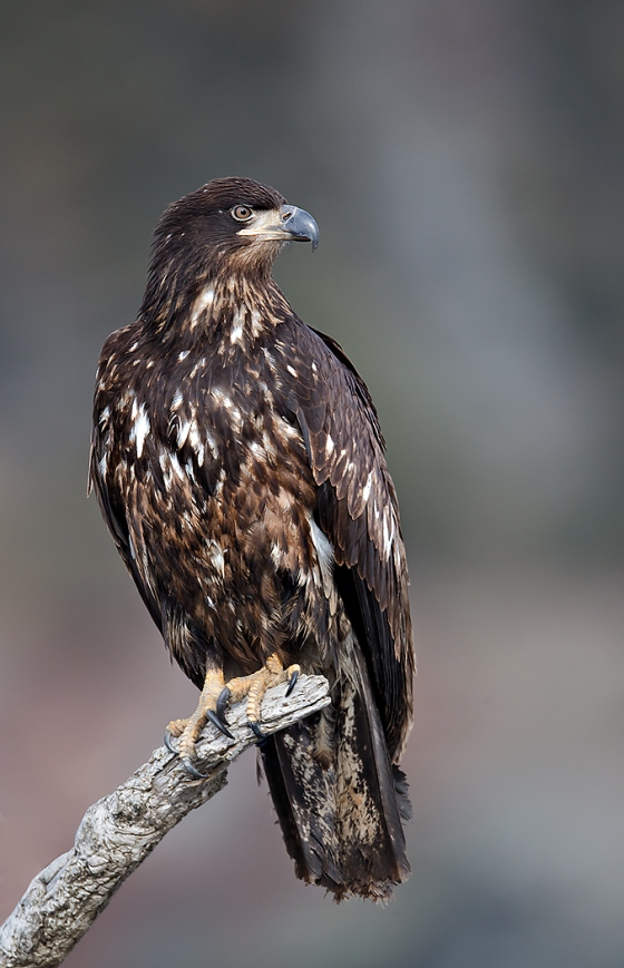 Bald-Eagle-imm-on-branch-_W3C4225-near-Homer-AK