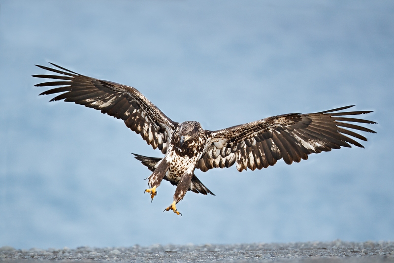 Bald-Eagle-immature-landing-on-spit-_W3C5840-near-Homer-AK