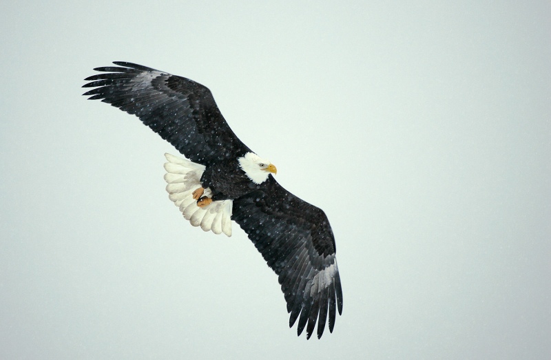Bald-Eagle-in-flight-in-snow-_T9J0977-Homer-Alaska