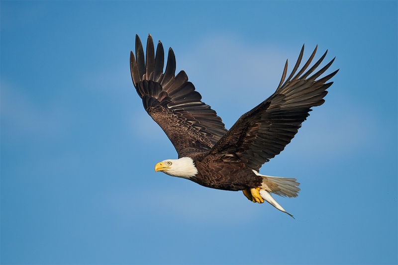 Bald-Eagle-in-flight-with-walleye-_BUP0362-nr-Dryden-Ontario-CA-1