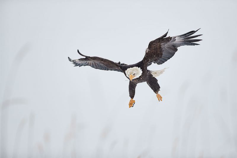 Bald-Eagle-incoming-300-1DX-II-_A3I8249-Kachemak-Bay-AK-1