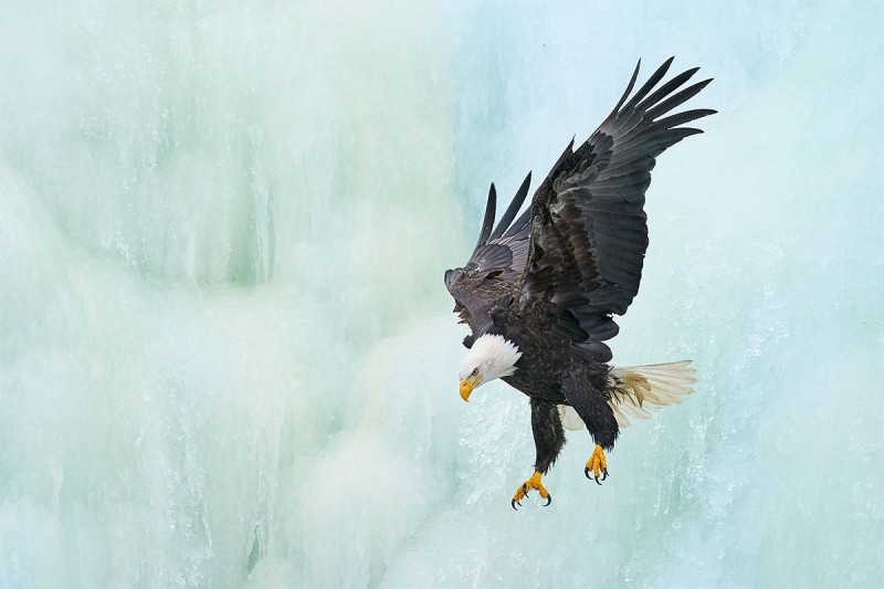 Bald-Eagle-jumping-off-ice-waterfall-_A9B6188-Kachemak-Bay-AK-1