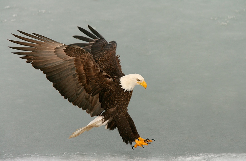 Bald-Eagle-landing-feet-out-wings-back-YL8X9927-Homer-Alaska