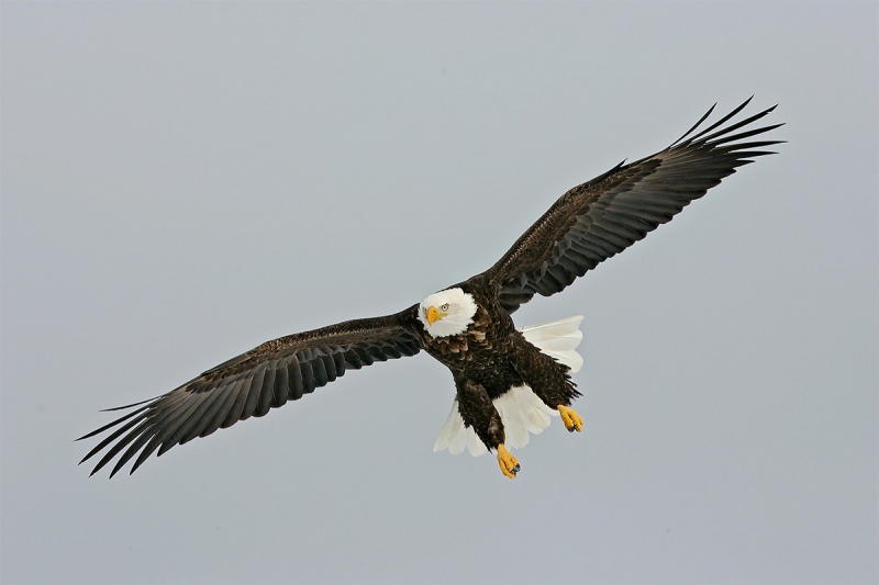 Bald-Eagle-landing-gear-down-fish-plant-_H2D4354-Homer-Alaska