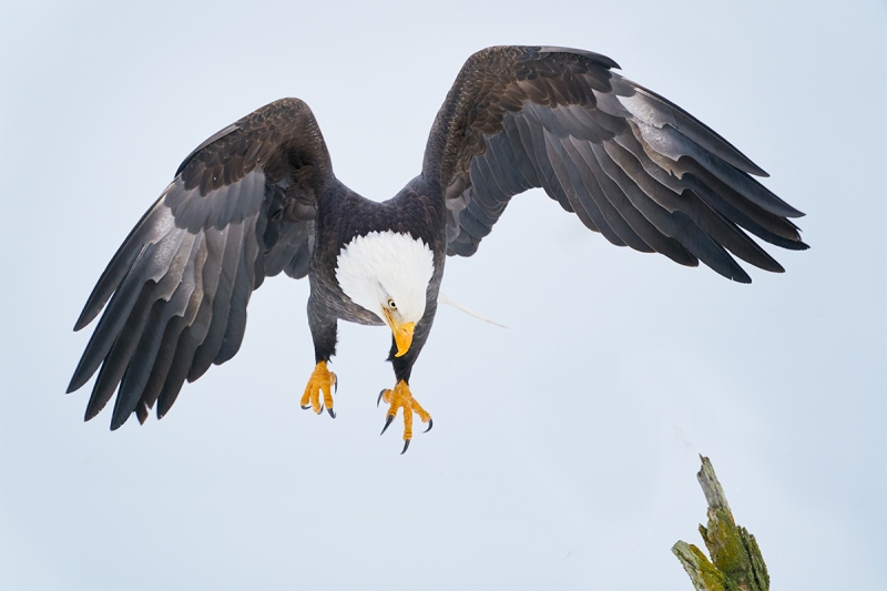 Bald-Eagle-landing-new-image-design-_A920677-Kachemak-Bay-AK-1