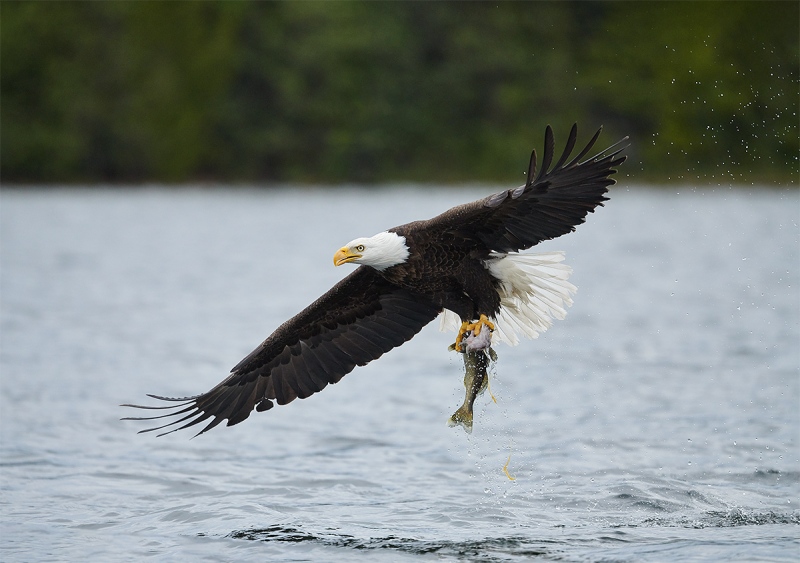 Bald-Eagle-lifting-off-with-walleye-_BUP0112-nr-Dryden-Ontario-CA-1