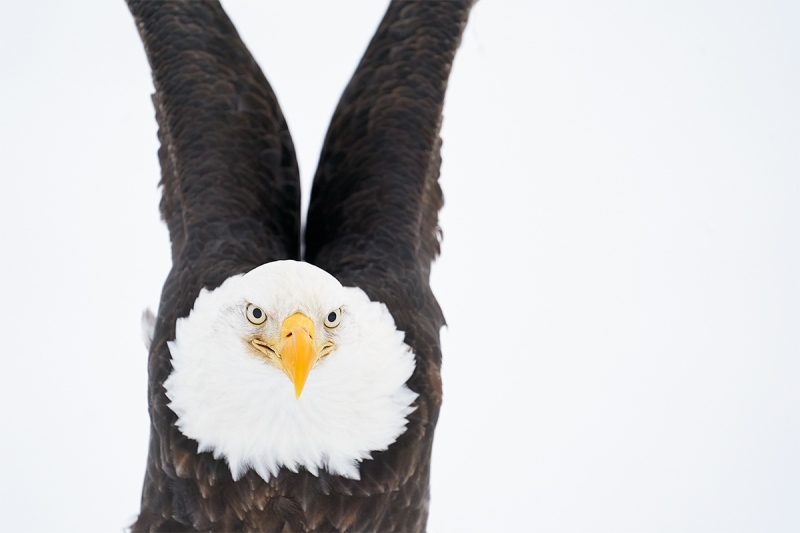 Bald-Eagle-looking-tough-_A9B6906-Kachemak-Bay-AK-1