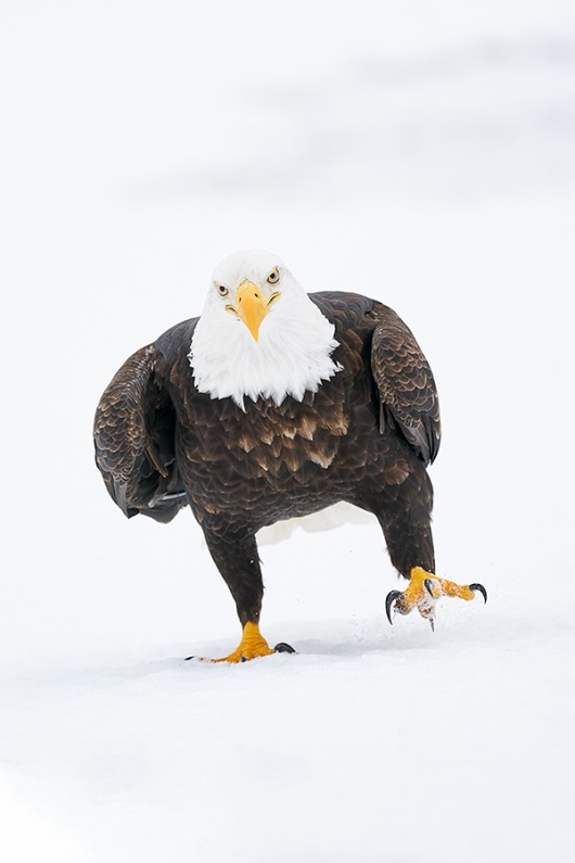 Bald-Eagle-marching-in-snow-_A9B6721-Kachemak-Bay-AK-1
