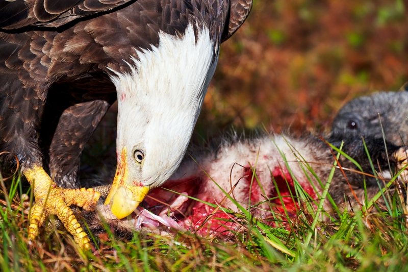 Bald-Eagle-on-road-kill-opposum-C-SAT-CONTR-_7R43172-Indian-Lake-Estates-FL-1