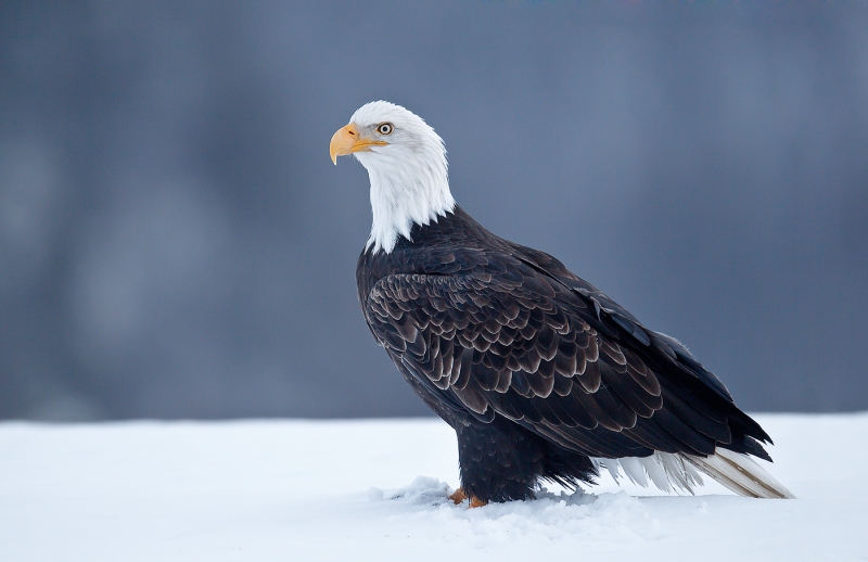 Bald-Eagle-on-snow-distant-spruce-BKR-_Y9C7336-Homer-AK