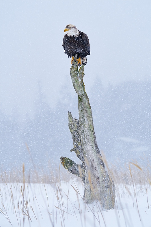 Bald-Eagle-oon-perch-in-falling-snow_A929671-Kachemak-Bay-AK-1