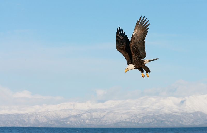 Bald-Eagle-over-mountains-YL8X0296-Homer-Alaska