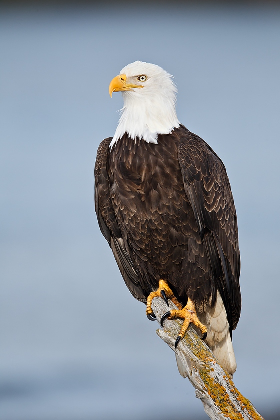 Bald-Eagle-perched-DARK-FEATHER-REMOVED-BLUE-water-BKGR-_W3C4511-near-Homer-AK-copy
