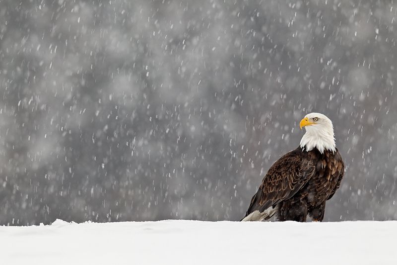 Bald-Eagle-perched-on-snow-bank-in-snow-_Y9C7038-Homer-AK