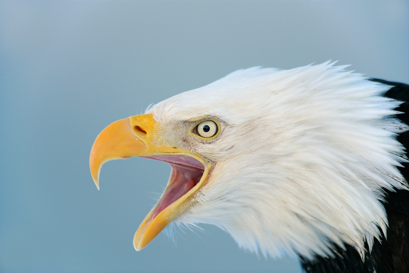 Bald-Eagle-screaming-blue-sky-VIGN-YL8X9582-Homer-Aslaska