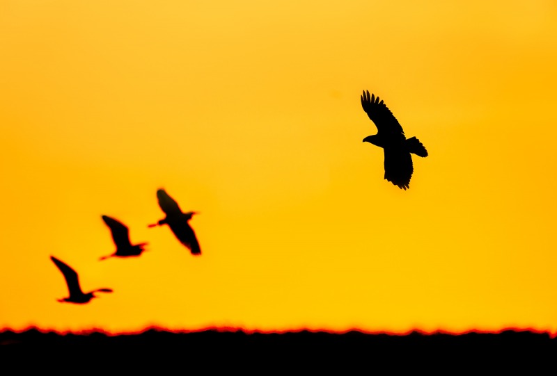 Bald-Eagle-silouette-w-wading-birds-PHOTO-ILLUSTRATION-_A9B6304-Indian-Lake-Estates-FL-1