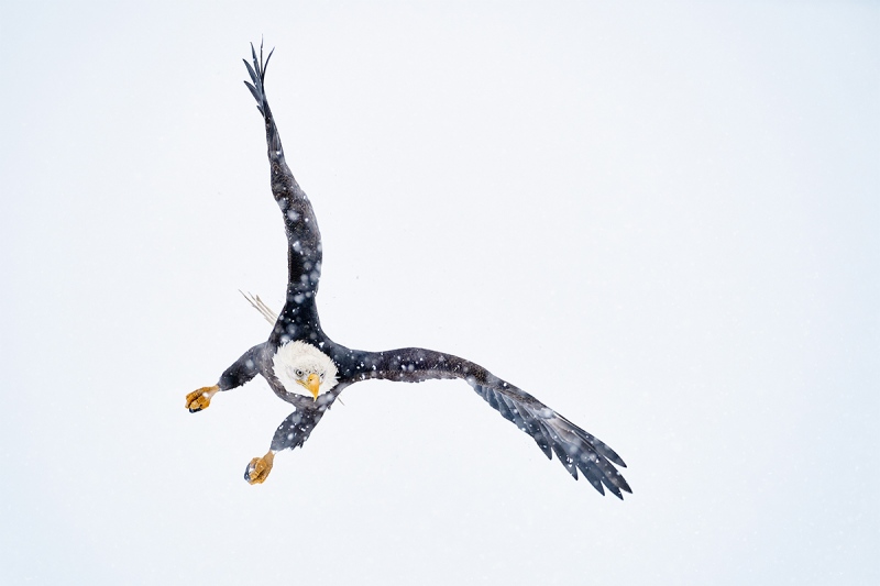 Bald-Eagle-starting-dive-in-snow-_A929164-Kachemak-Bay-AK-1