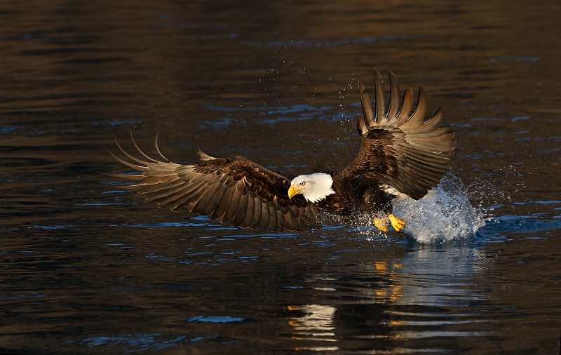 Bald-Eagle-striking-Black-Water-_Y9C6242-near-Homer-AK