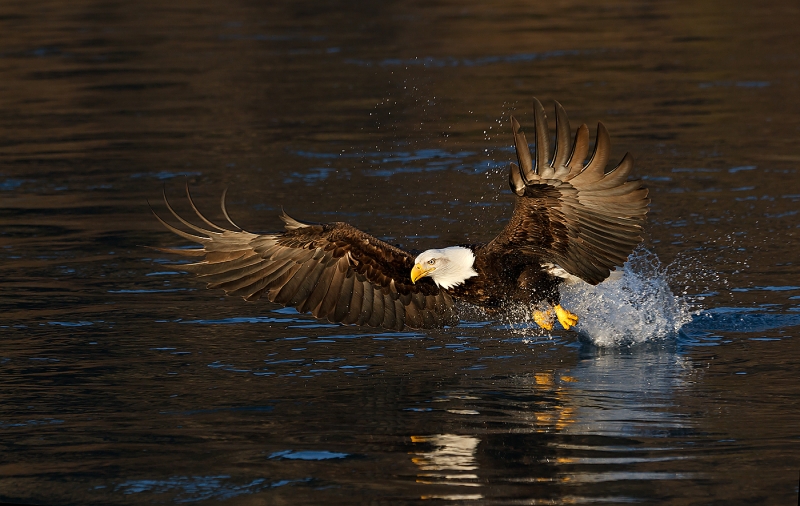 Bald-Eagle-striking-Black-Water-_Y9C6242-near-Homer-AK