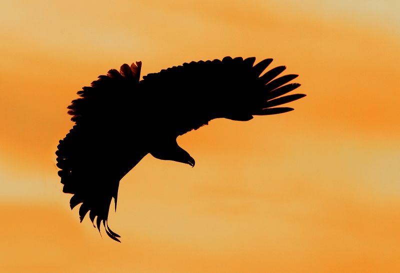 Bald-Eagle-turning-to-dive-SATURATED-_Y9C6822-near-Homer-AK