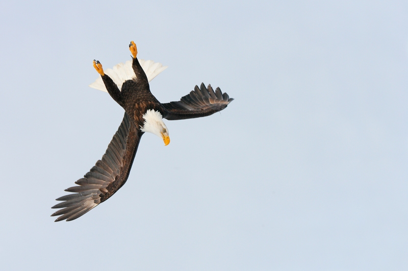 Bald-Eagle-upside-down-dive-start-YL8X9673-Homer-Aslaska