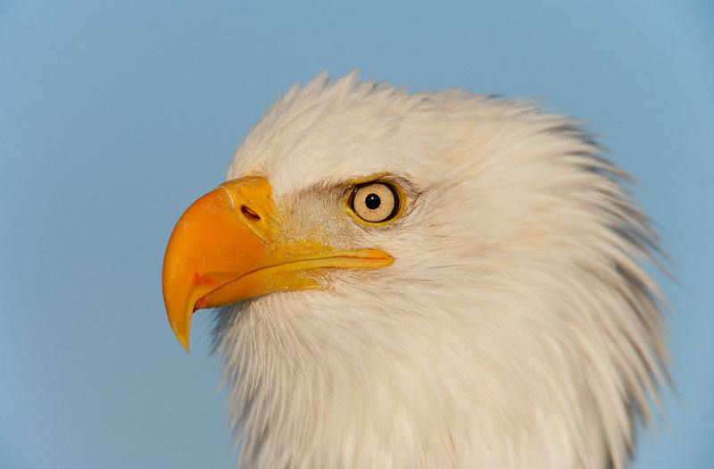 Bald-Eagle-w-salmon-blood-on-bill-YL8X0627-Homer-Alaska