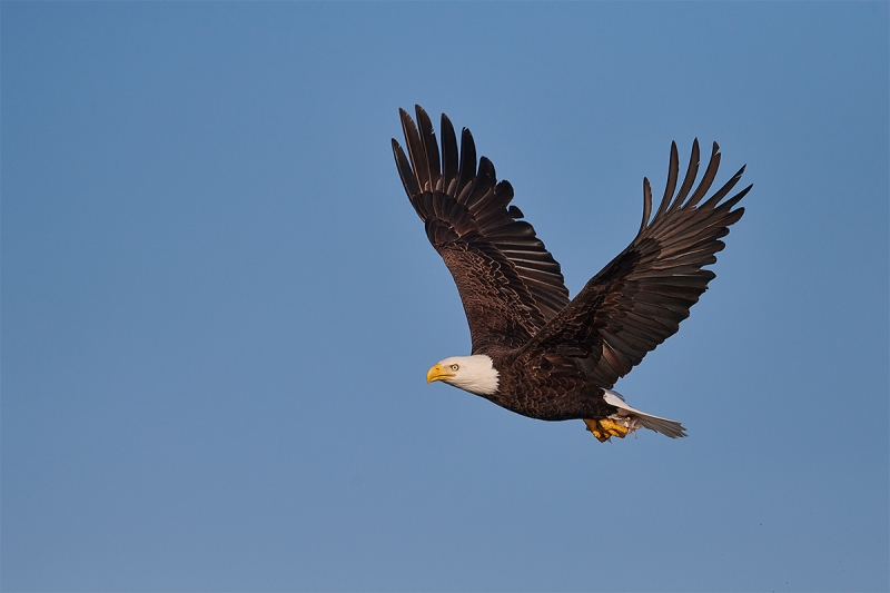 Bald-Eagle-wings-up-flight-_BUP0259-nr-Dryden-Ontario-CA-2
