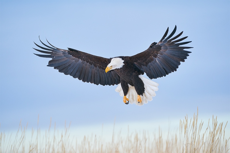 Bald-Eaglee-braking-too-land-oover-grasses-_A9B5669-Kachemak-Bay-AK-1