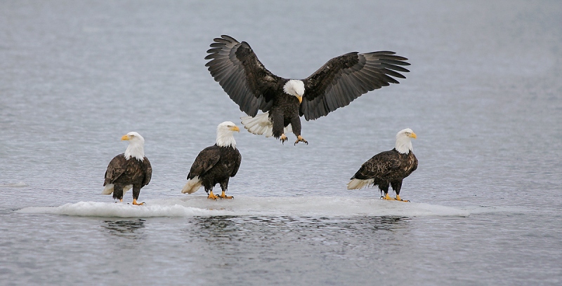 Bald-Eagles-no-room-on-the-iceberg-A_T9J0696-Homer-Alaska