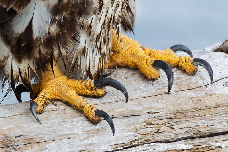 Bald-Ealge-imm-close-up-of-talons-_W3C4325-near-Homer-AK