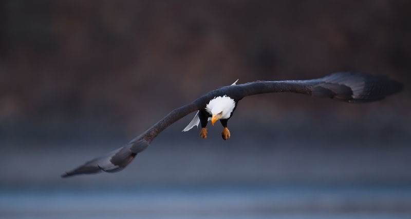 Bald-Ealge-in-flight-ISO-1600-_W3C5905-near-Homer-AK