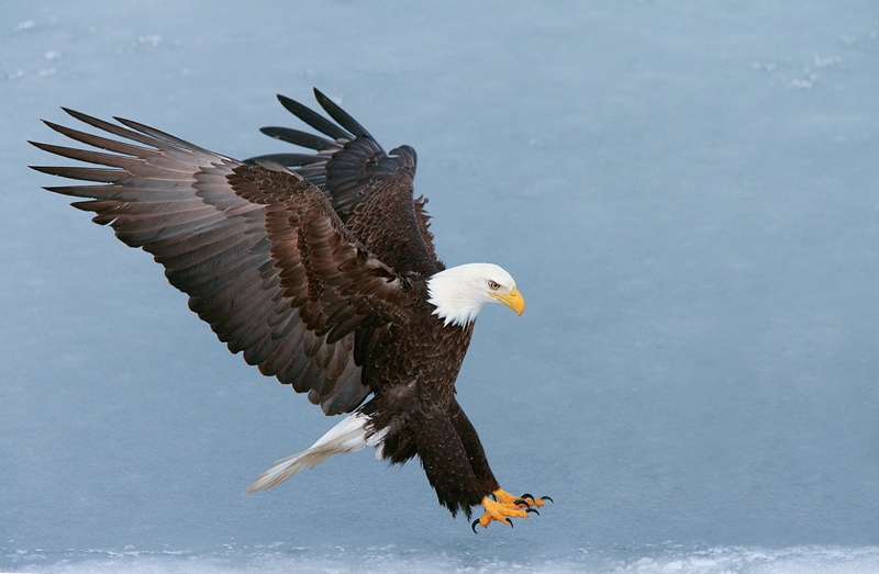 BaldEagle-YELLOW-OUT-landing-feet-out-wings-back-YL8X9927-Homer-Alaska