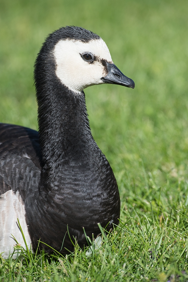 Barnacle-Goose-front-end-portait-_BUP2067--Helsiniki,-Finland