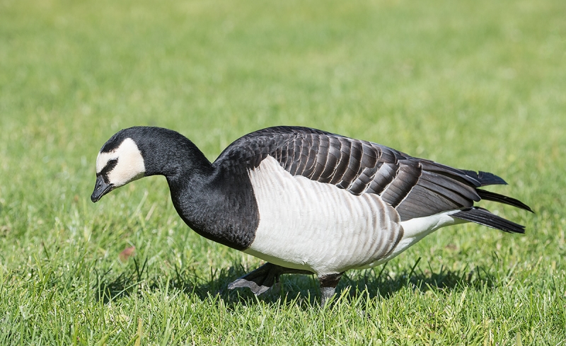 Barnacle-Goose-grazing-_BUP2079--Helsiniki,-Finland