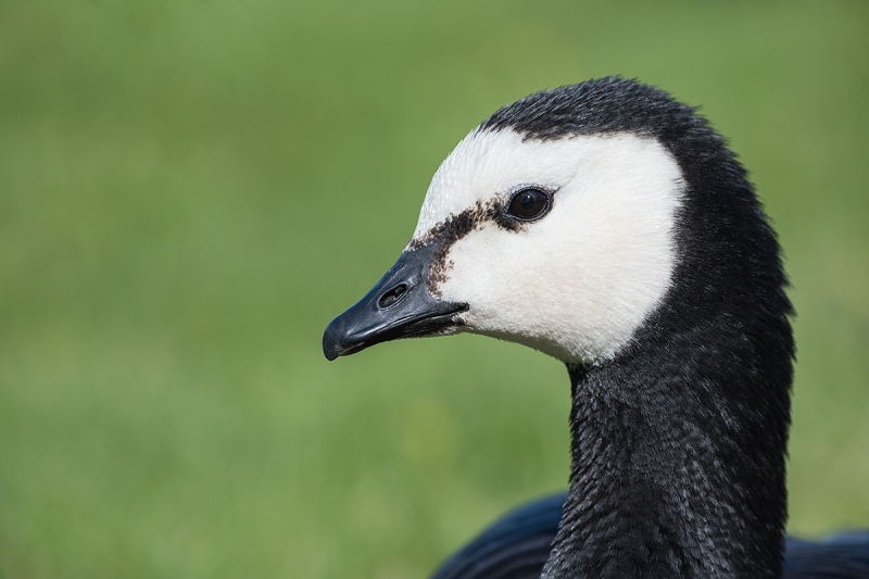 Barnacle-Goose-head-portrait-_BUP2074--Helsiniki,-Finland