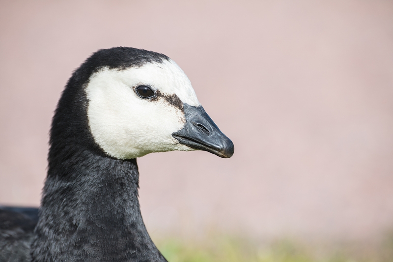 Barnacle-Goose-head-portrait-gravel-BKGR-_BUP2109--Helsiniki,-Finland