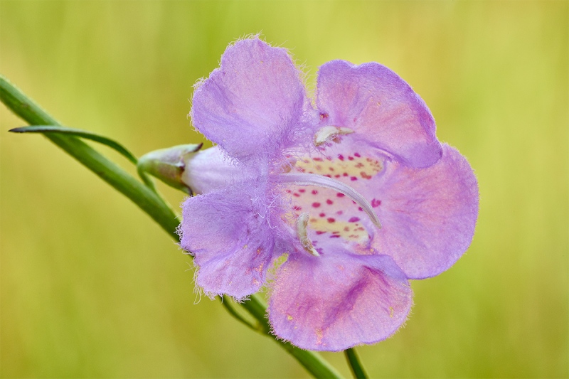 Beach-False-Foxglove-agalinis-fasciculata-_7R42029-Indian-Lake-Estates-FL-1