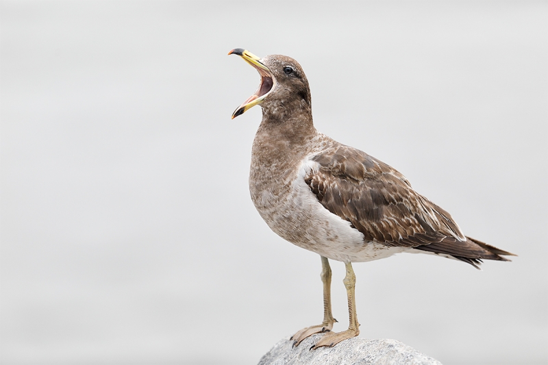 Belcher\'s-Gull-immature-_W5A7321-Lima,-Peru