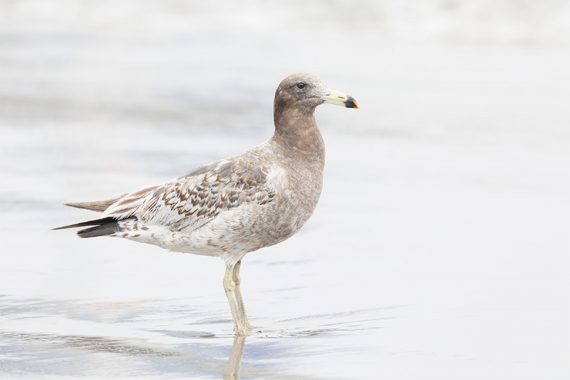 Belcher\'s-Gull-immature_W5A7480-Lima,-Peru