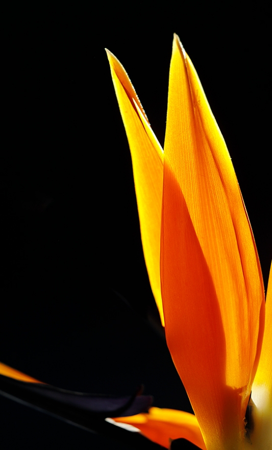 Bird-of-Paradise-backlit-blossom-_P3A9020-Ojai,-CA--