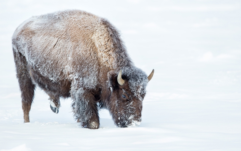 Bison-gazing-in-the-snow_B8R6123-Yellowstone-National-Park,-WY,-USA