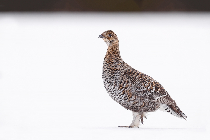 Black-Grouse-hen-on-lek-_A0I0093-Kuusamo,-Finland