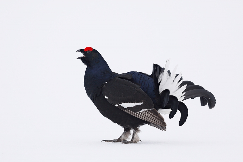 Black-Grouse-male-calling-on-snow-_W5A7946-Kuusamo,-Finland