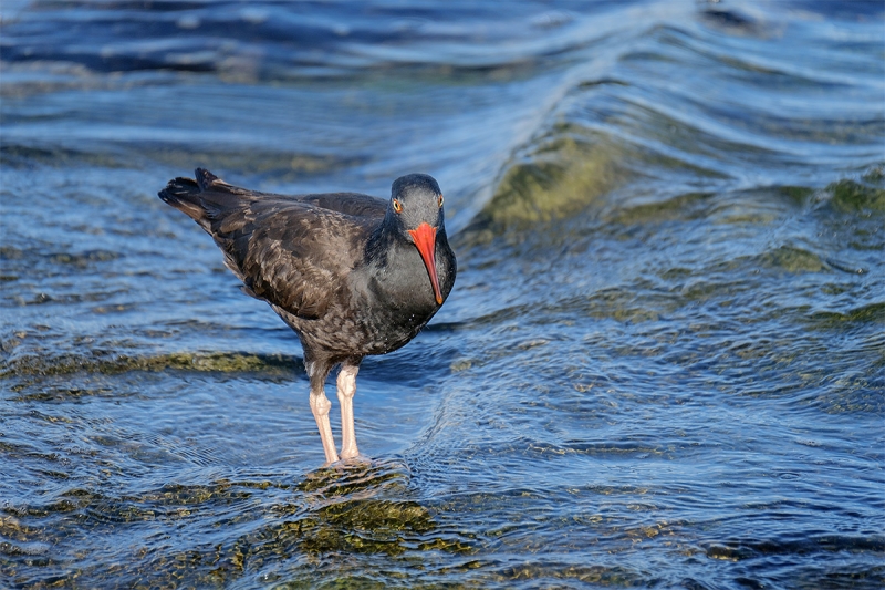 Black-Oystercatcher-XT-2_DSF2682-La-Jolla,-CA