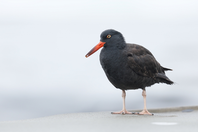 Black-Oystercatcher-high-key-_W5A9990-La-Jolla,-CA